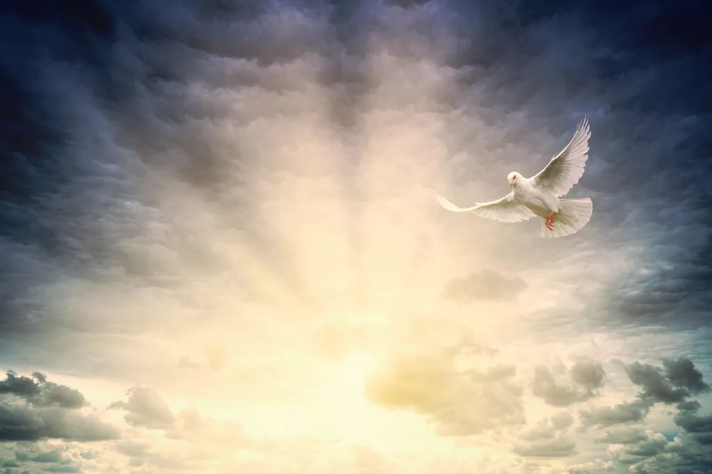 white dove flying in front of sunrise